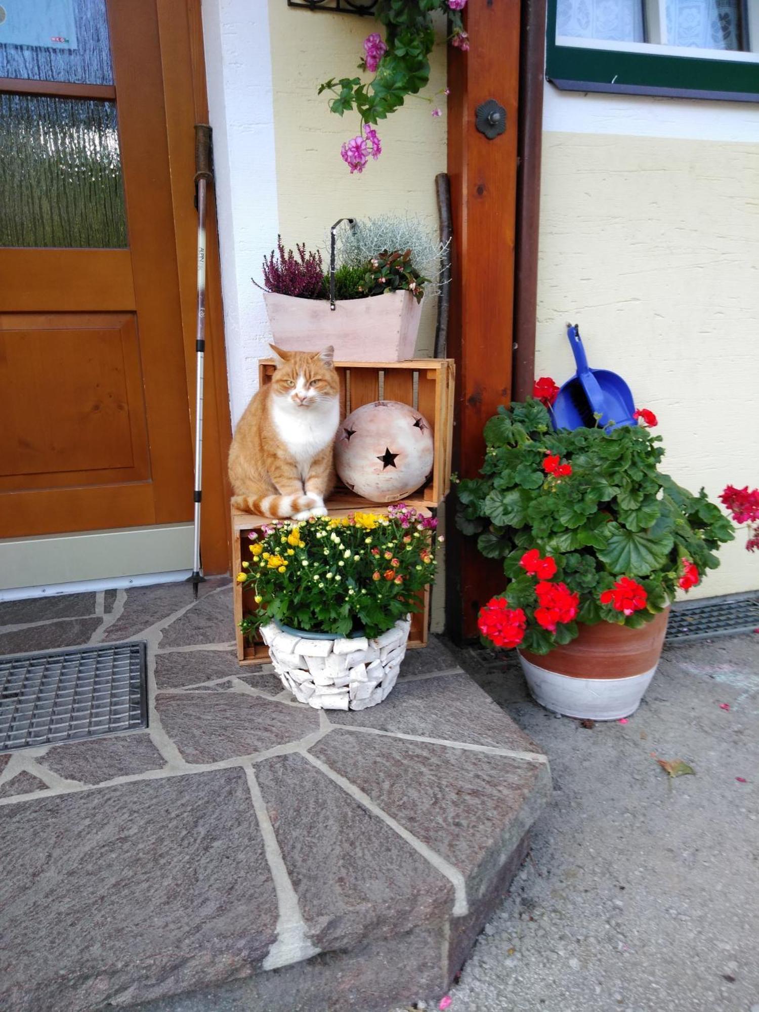 Linarhof Apartment Urlaub Am Bio Bauernhof 하우스 임 엔슈탈 외부 사진